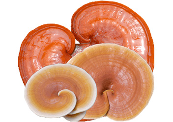 قارچ گانودرما