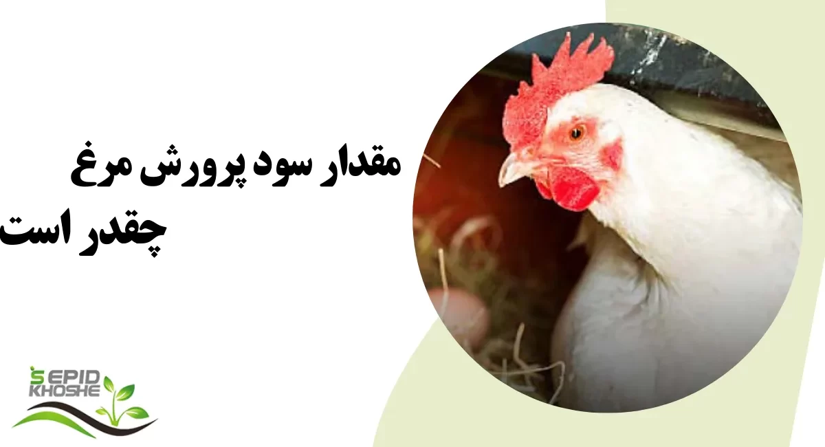 نکات مهم پرورش مرغداری | سپید خوشه