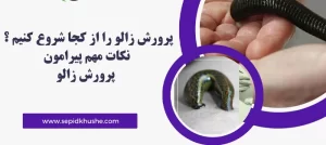 نکات کلیدی و مهم پیرامون پرورش زالو