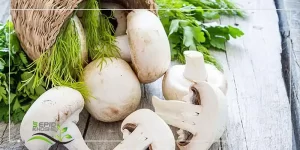 زمان مناسب پرورش قارچ در منزل