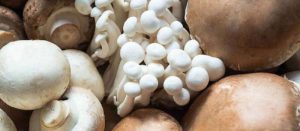 روش های پرورش و نگهداری قارچ اورگانیک