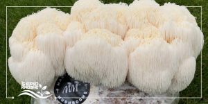 آموزش کشت کیسه ای قارچ